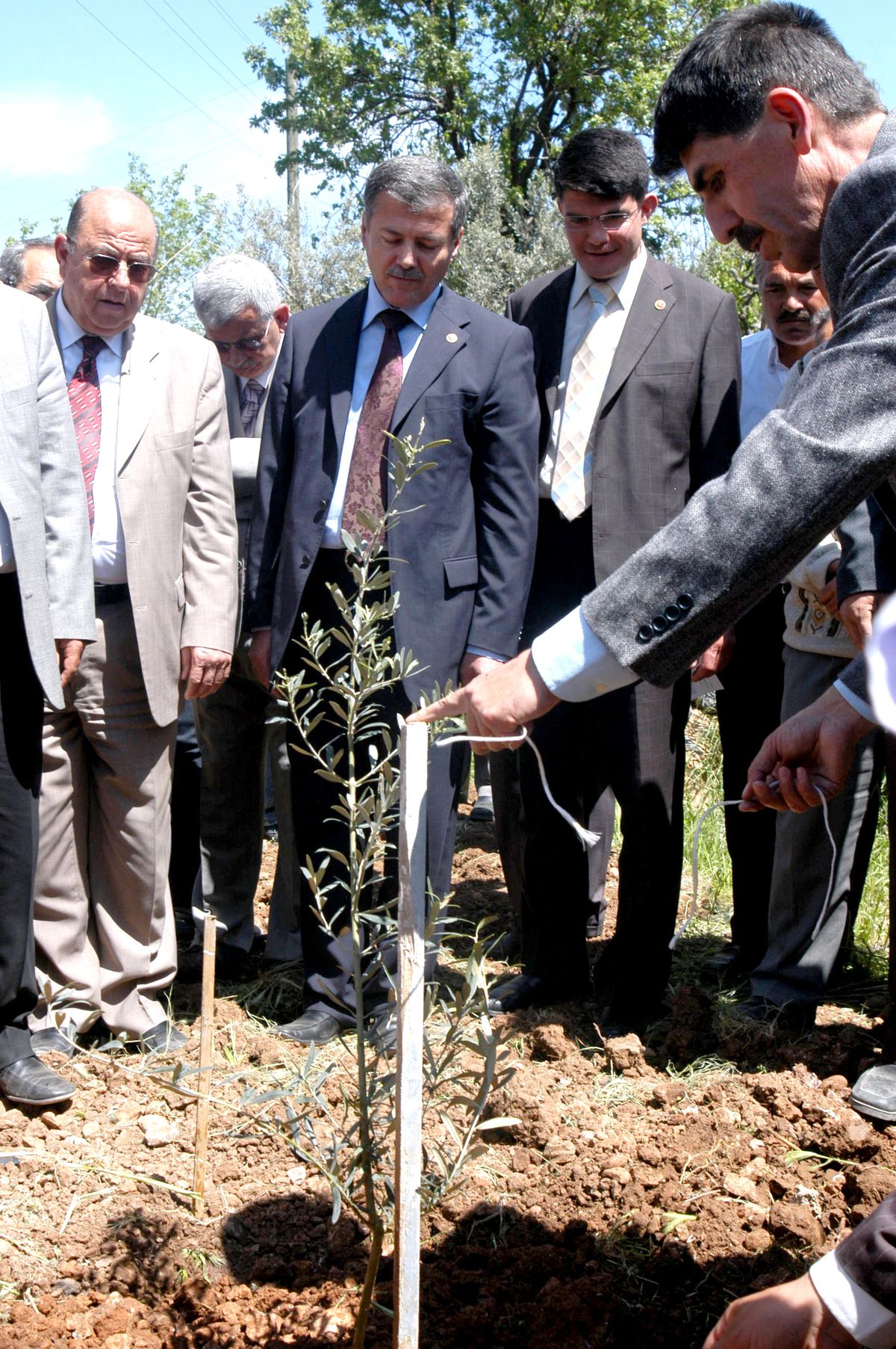 Muğla'da Köylü Zeytine Yöneldi