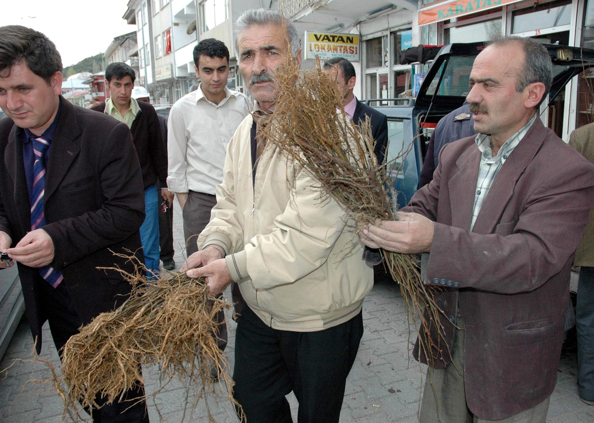 Posof'ta Ücretsiz Dağıtılan Fidanlar Kısa Sürede Tükendi