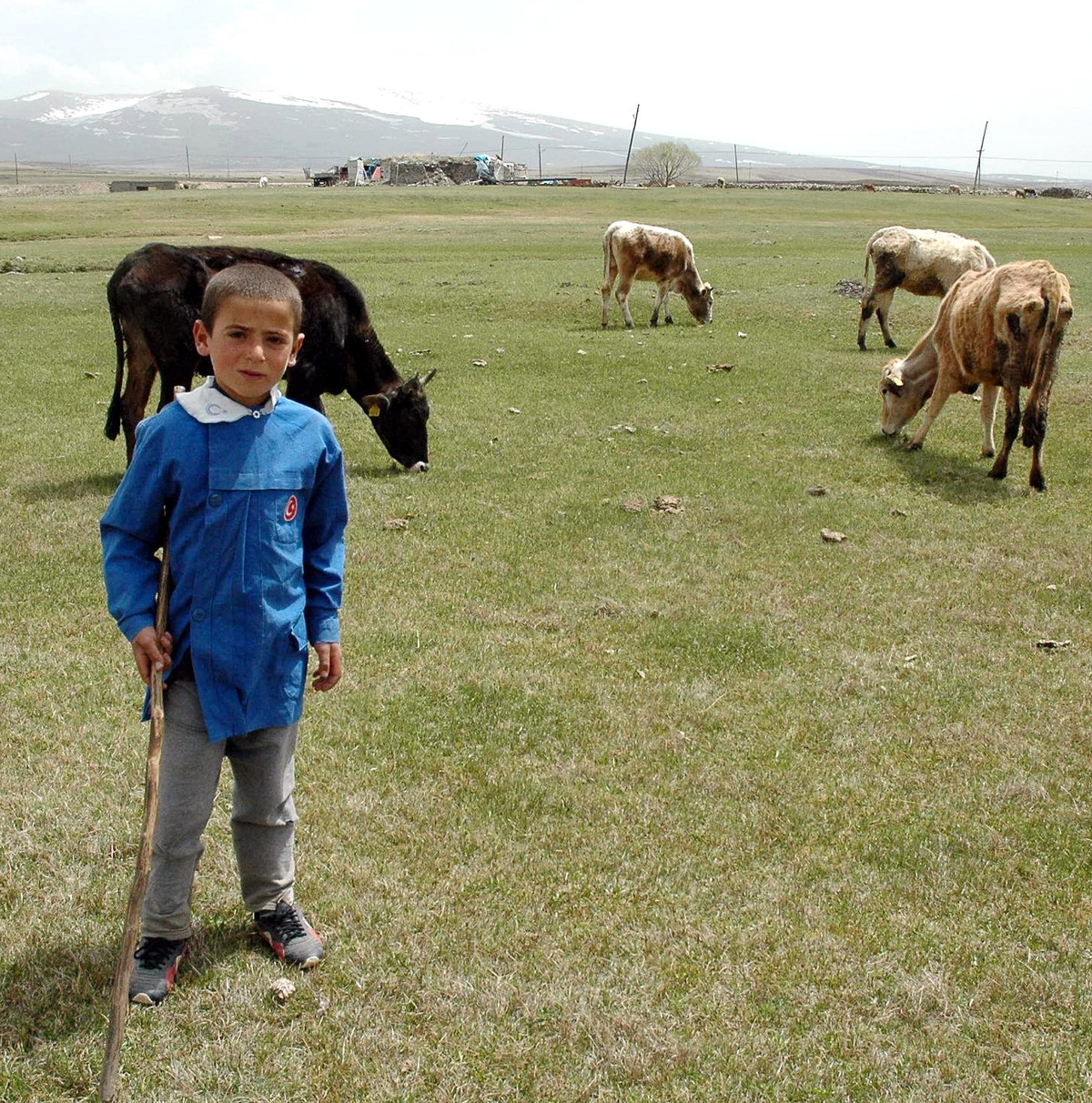 Ardahan'da İlköğretim Öğrencisi Önlüğüyle Çobanlık Yapıyor