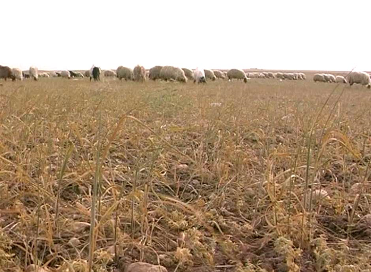 Nusaybin'de Tarım Arazileri Kurudu