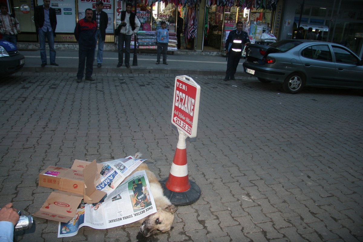 Sokak Köpeklerini İğne ile Uyuşturulup Şehir Dışına Çıkartılıyor