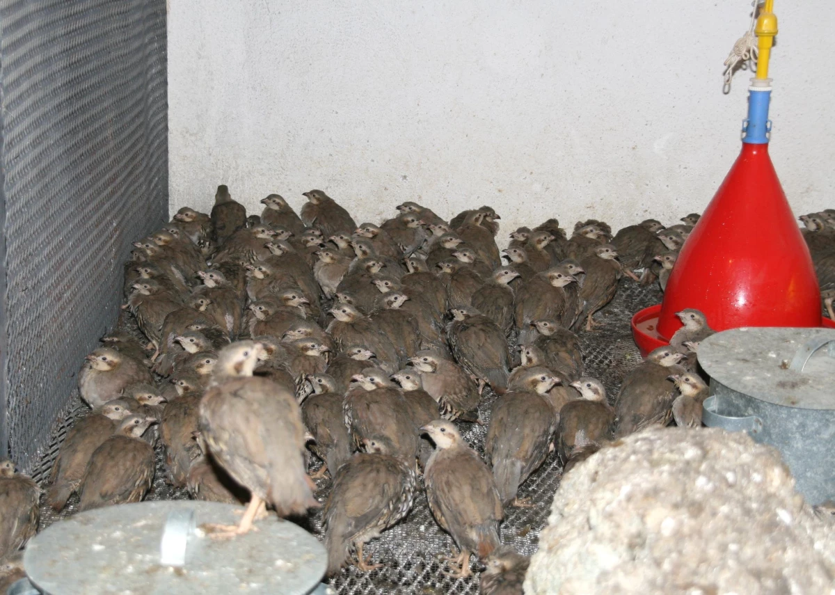 Yozgat Keklik Üretim İstasyonunda Keklik Sayısı Artıyor