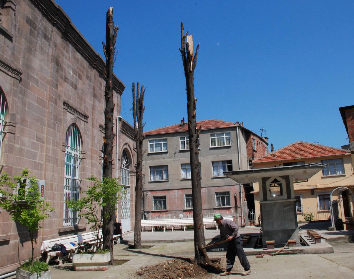 Caminin Bahçesindeki Ağaçların Kesilmesi Girişimine Tepki