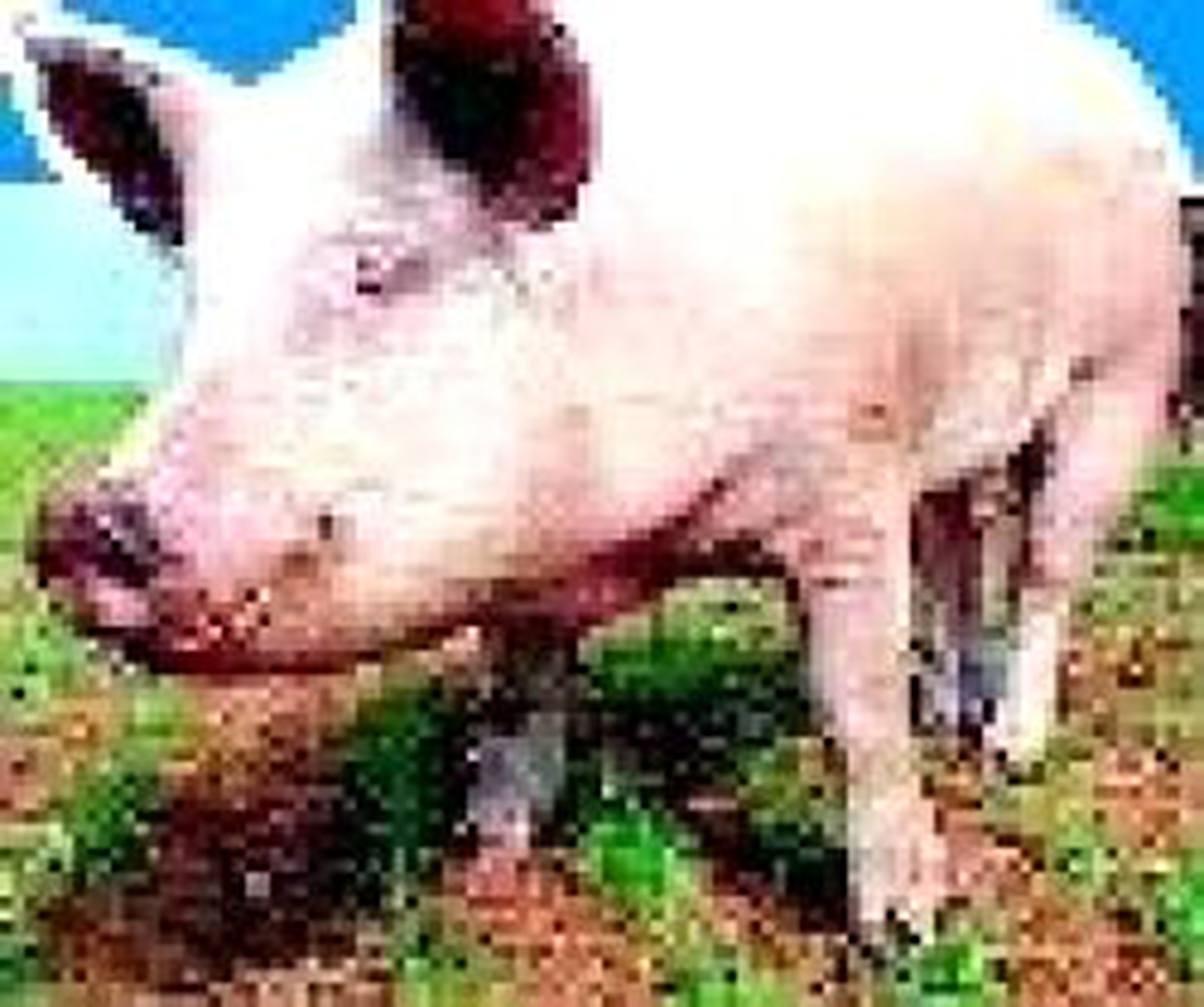 Domuzun İdrar Torbasının Tozuyla Parmak Büyütüldü