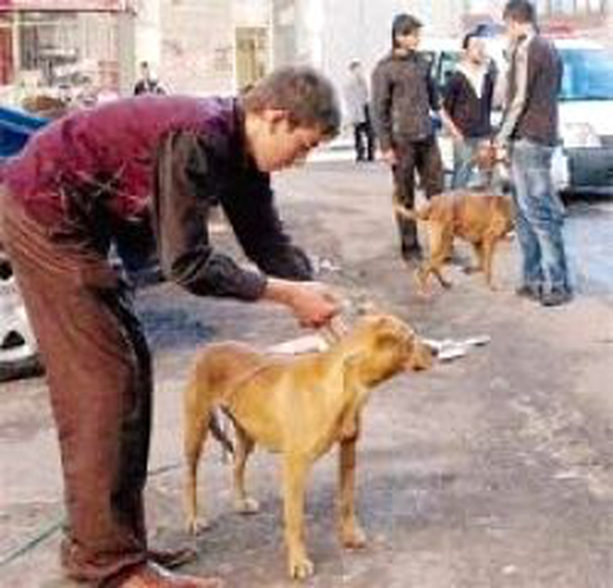 Sokakta Köpek Çiftleştiren Gençlere 63'er YTL Ceza