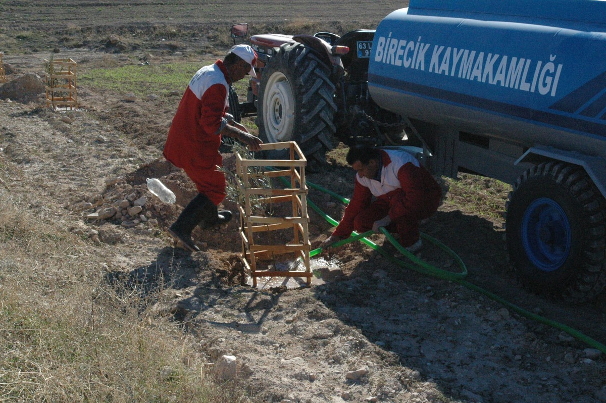 'Sizin de Bir Zeytin Ağacınız Olsun' Kampanyası
