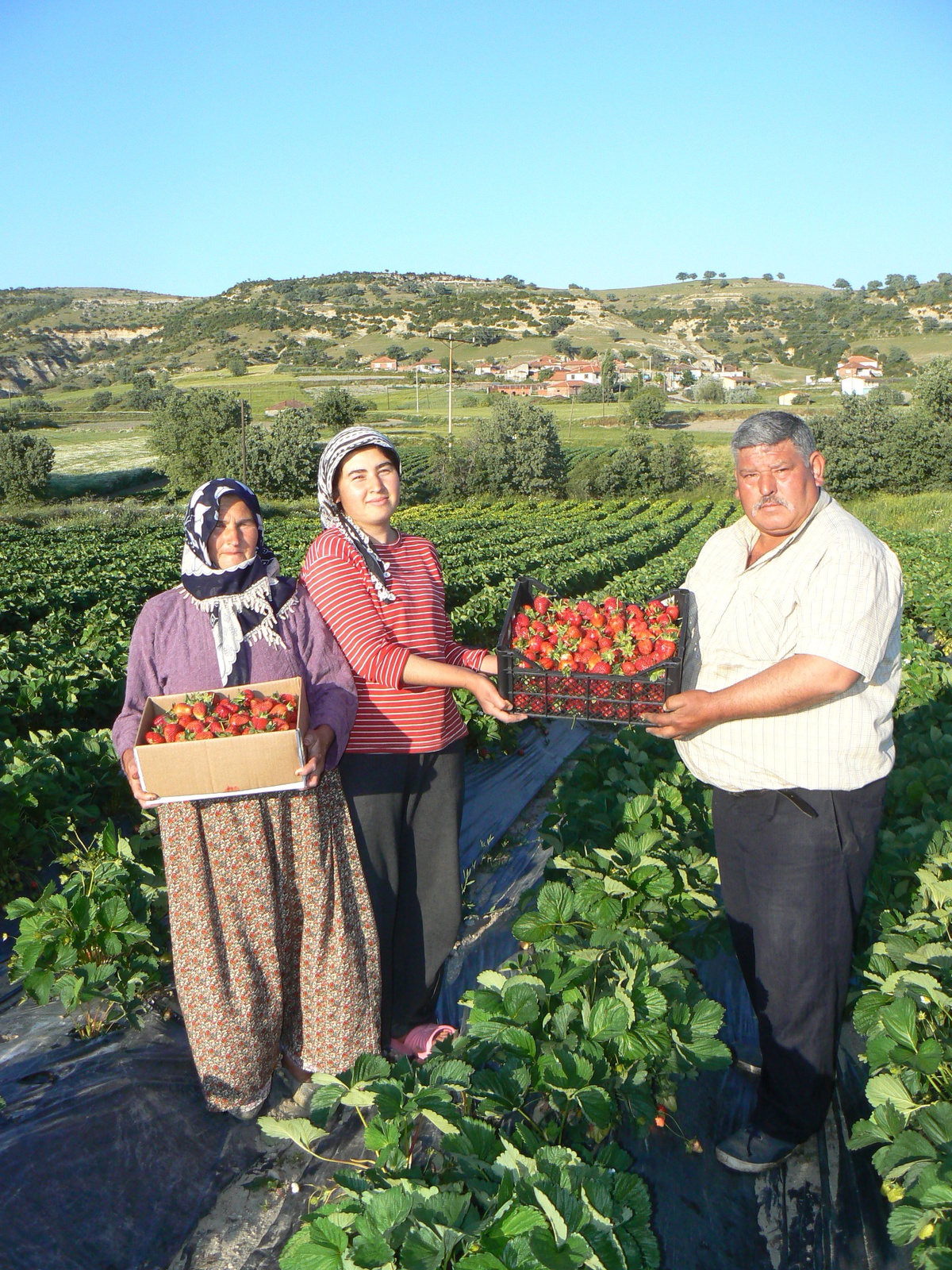 Çilek, Köprübaşı İlçesinin Kaderini Değiştirdi