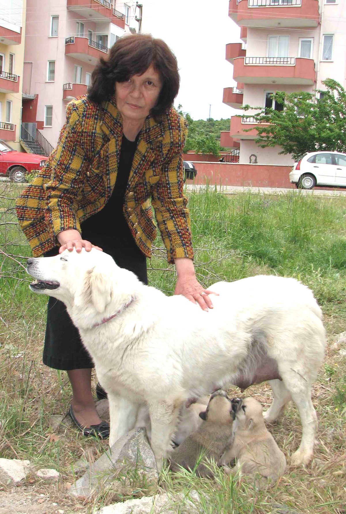 Ayvacık'ta Kısırlaştırılan Köpek Beşiz Doğurdu