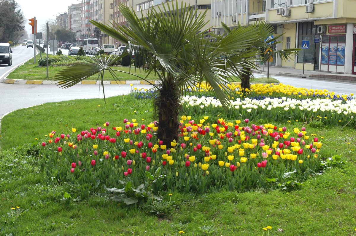 Ordu Çiçek Bahçesine Döndü