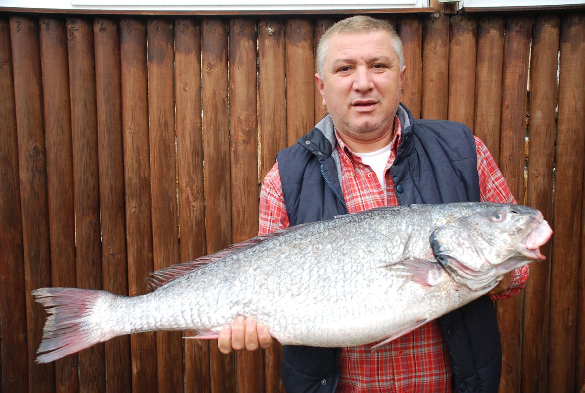 10 Kilogramlık Kötek Balığı Şaşırttı