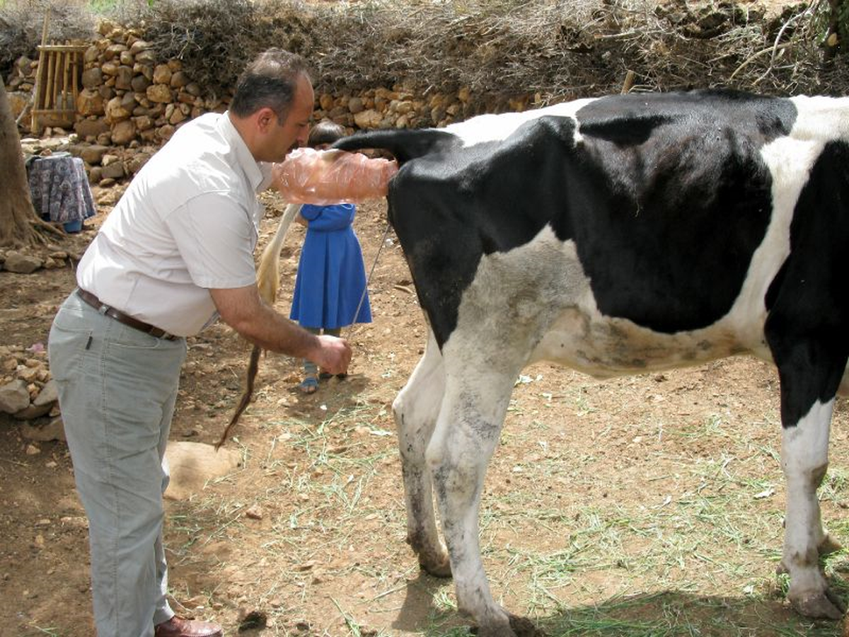Araban'da Büyükbaş Besicilikte Suni Tohumlama Dönemi Başladı