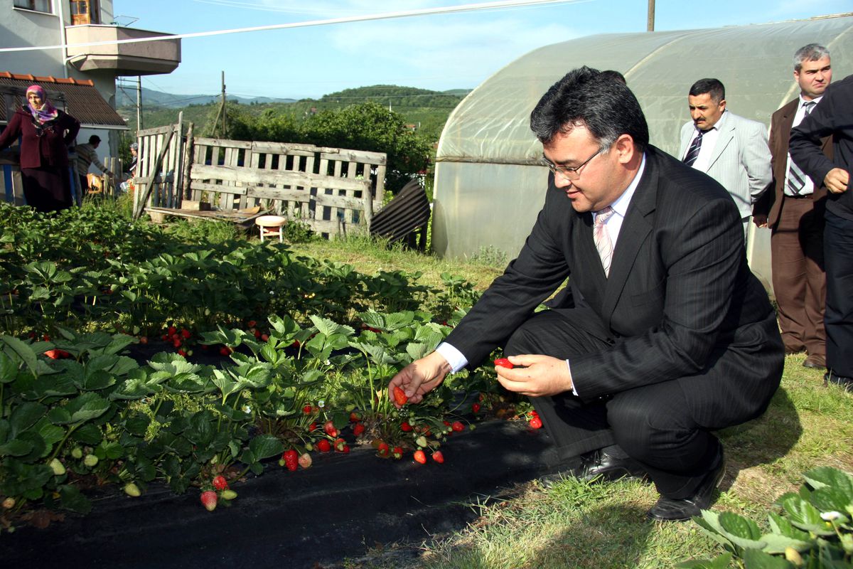 Çilek, Düzce'yi Sevdi