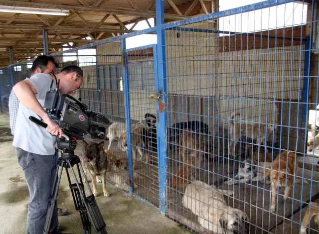 düzce köpek barınağı