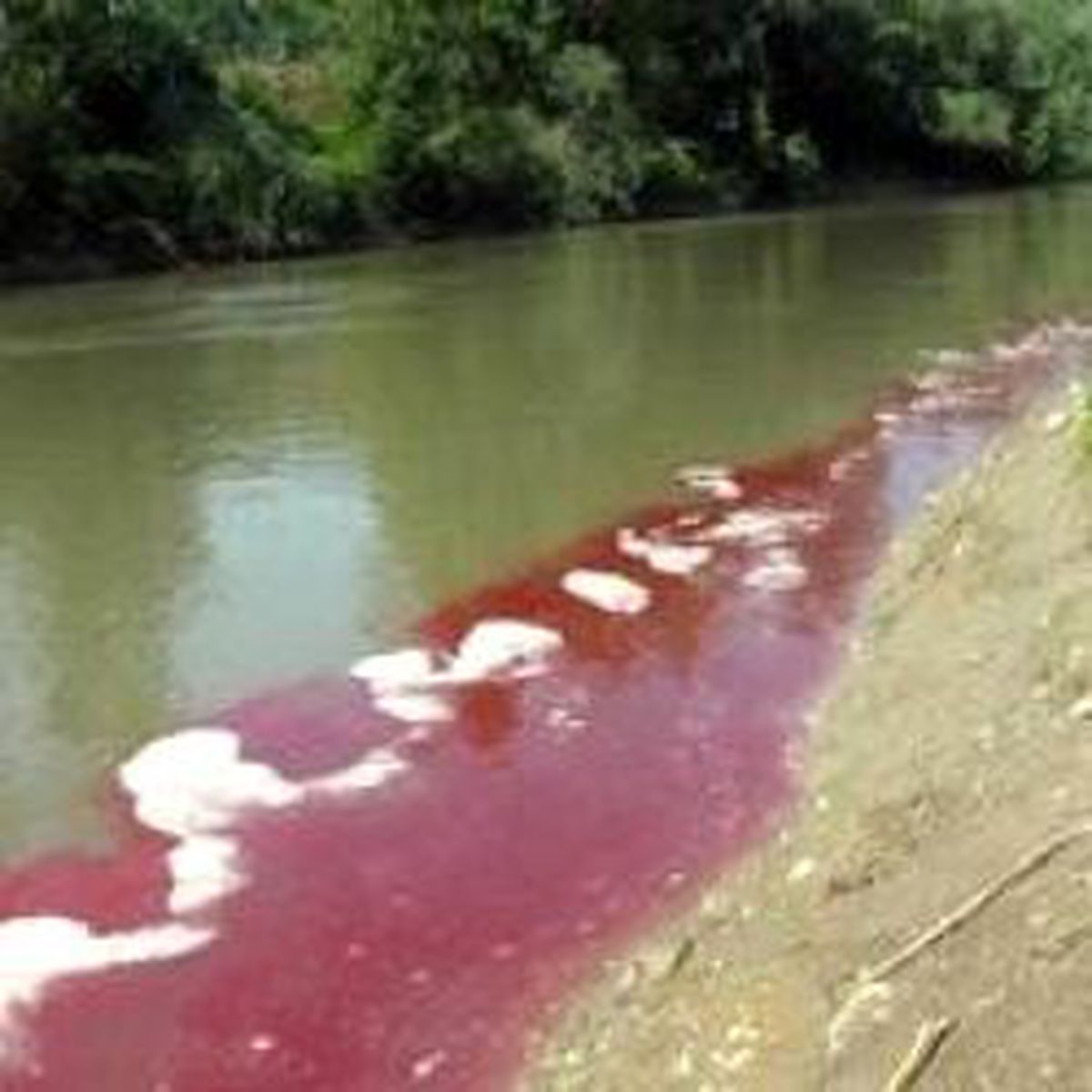 Sakarya Nehri'ne Kan Karıştı