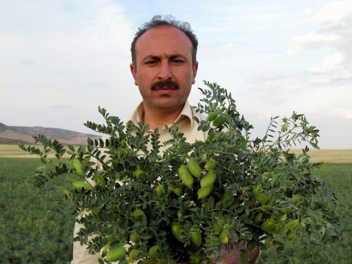 Araban Ovasında Kuraklığa Rağmen Nohut Rekoltesi Düşmeyecek