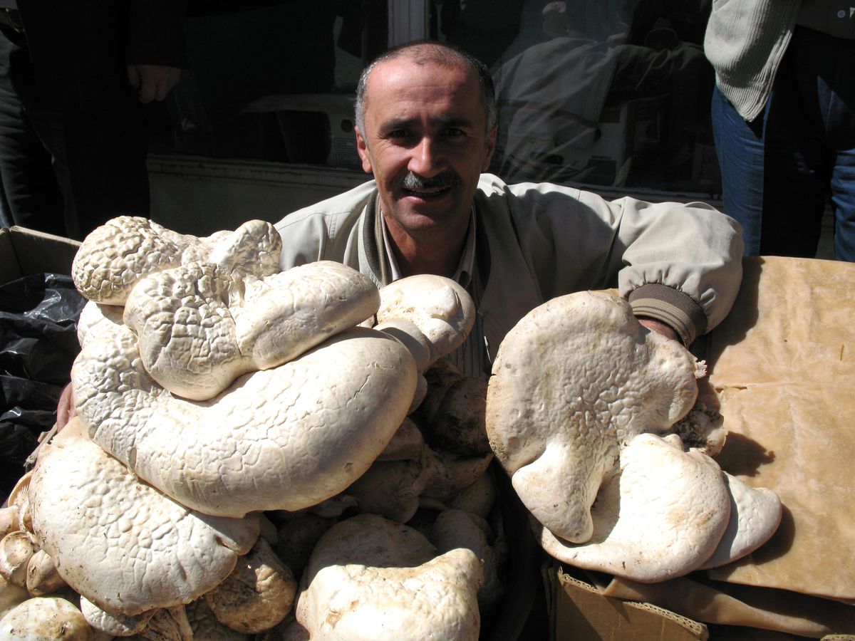 5 Kilogramlık Mantar Şaşırtıyor