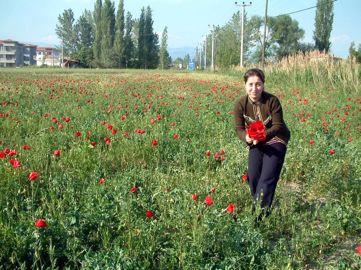 Bezelye Ekti, Gelincik Çıktı