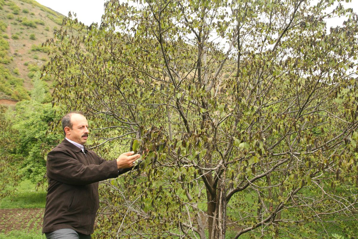Gümüşhane'de Ceviz Ağaçları Dondu