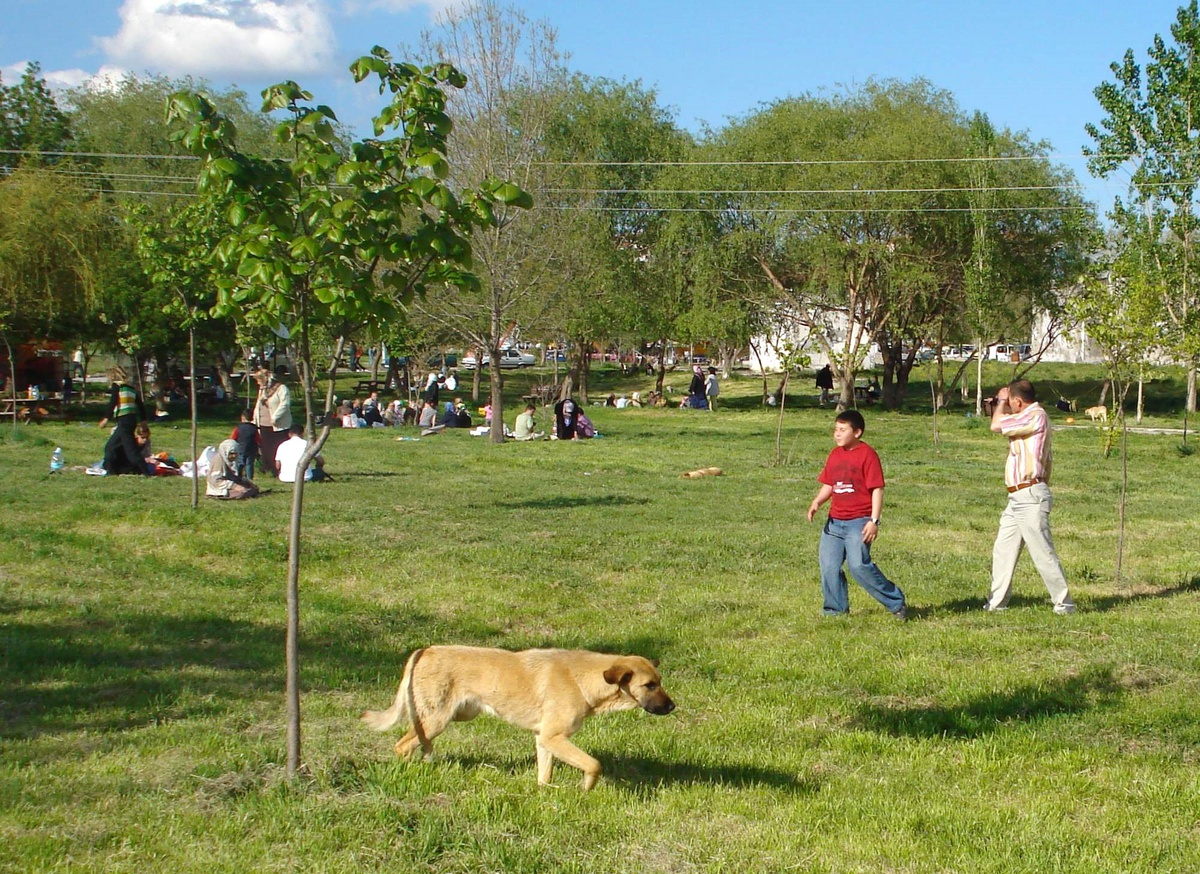 Kaplıca Bölgesi Yoncalı'da Başıboş Köpek Rahatsızlığı