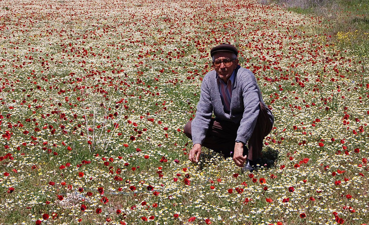 Simav'da Kendiliğinden Yetişen Papatya, Dar Gelirli Ailelerin Geçim Kaynağı Oldu