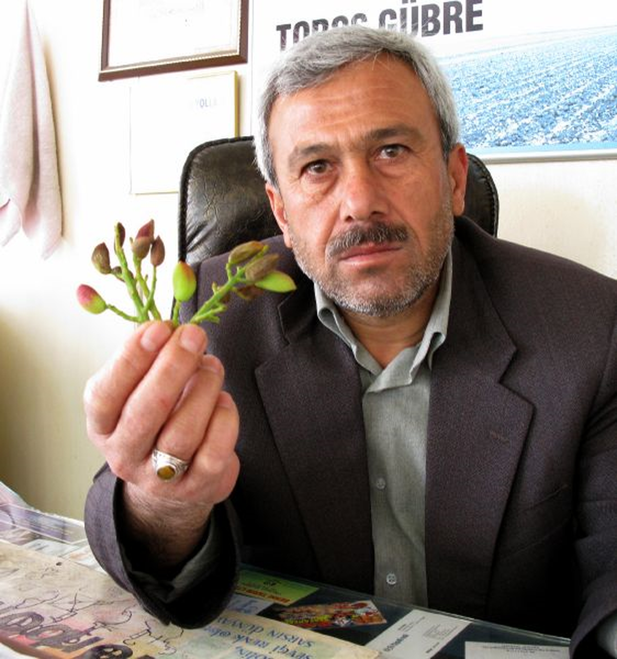Antepfıstığı Üreticilerini 'Fıstık İçi Güvesi' Korkusu Sardı
