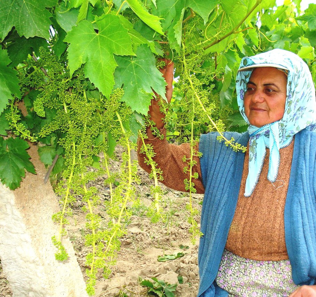 Sarıgöl'de, Üzümde Verim ve Kalite Sevinci