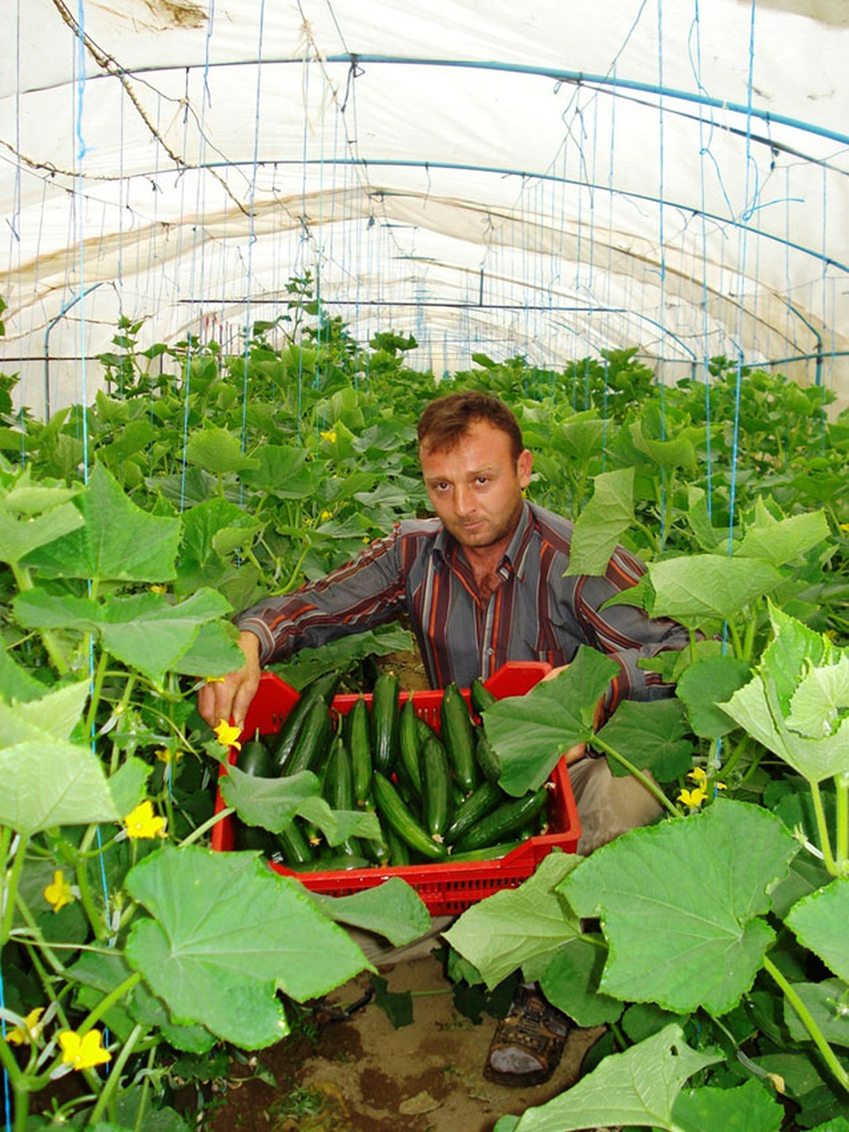 Sarıgöllü Çiftçi, Köylülere Seracılığı Öğretiyor