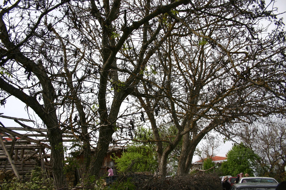 Safranbolu ve Eflani'de Don Cevizi Olumsuz Etkiledi