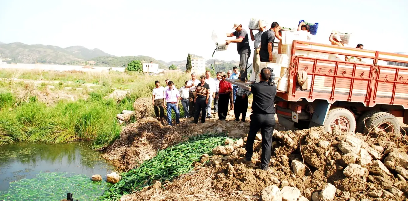 Alanya\'da Salatalık Üreticisinin Protestosu