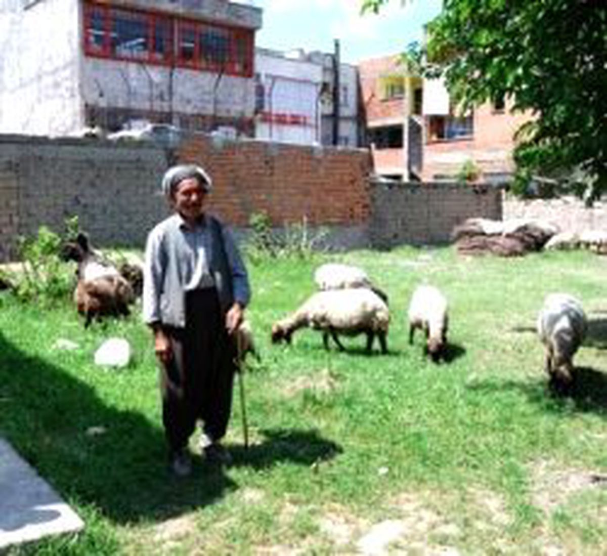Hayvancılığa Destek Geliyor