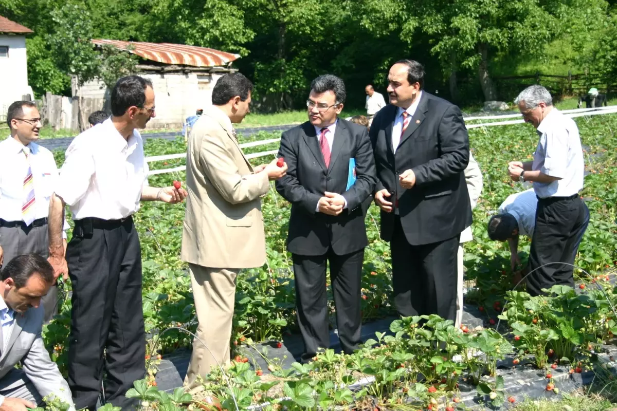 Düzce Valisi Bülent Kılınç Çilek Bahçelerini Gezdi