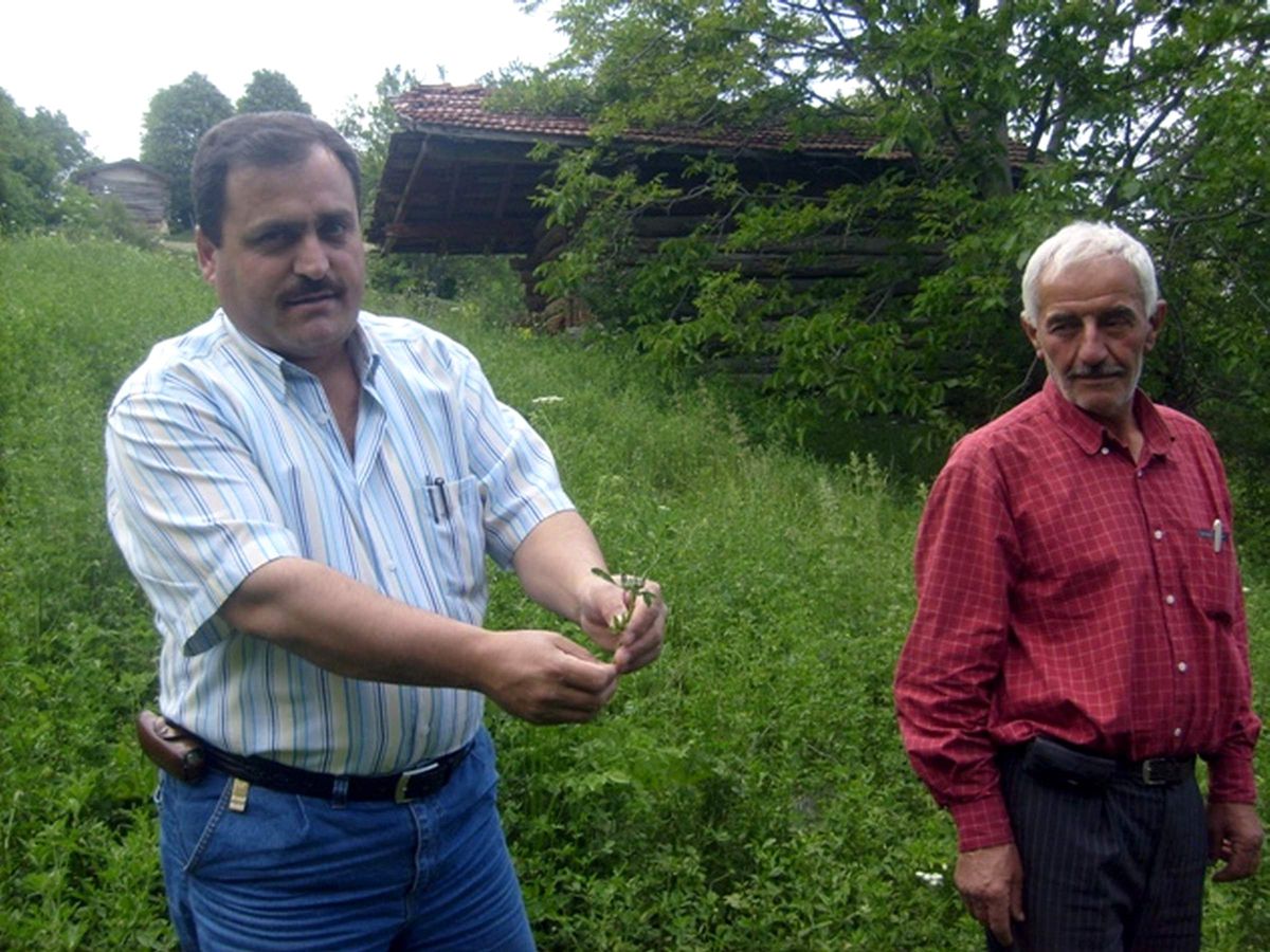 Durağan'da Çekirge Korkusu