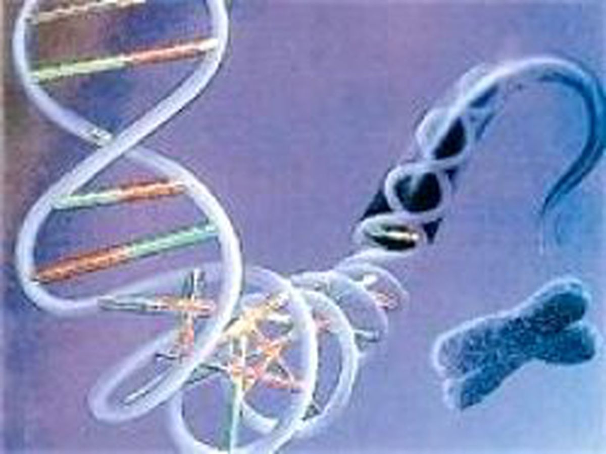Kadının Dna Dizilimini Tamamladık