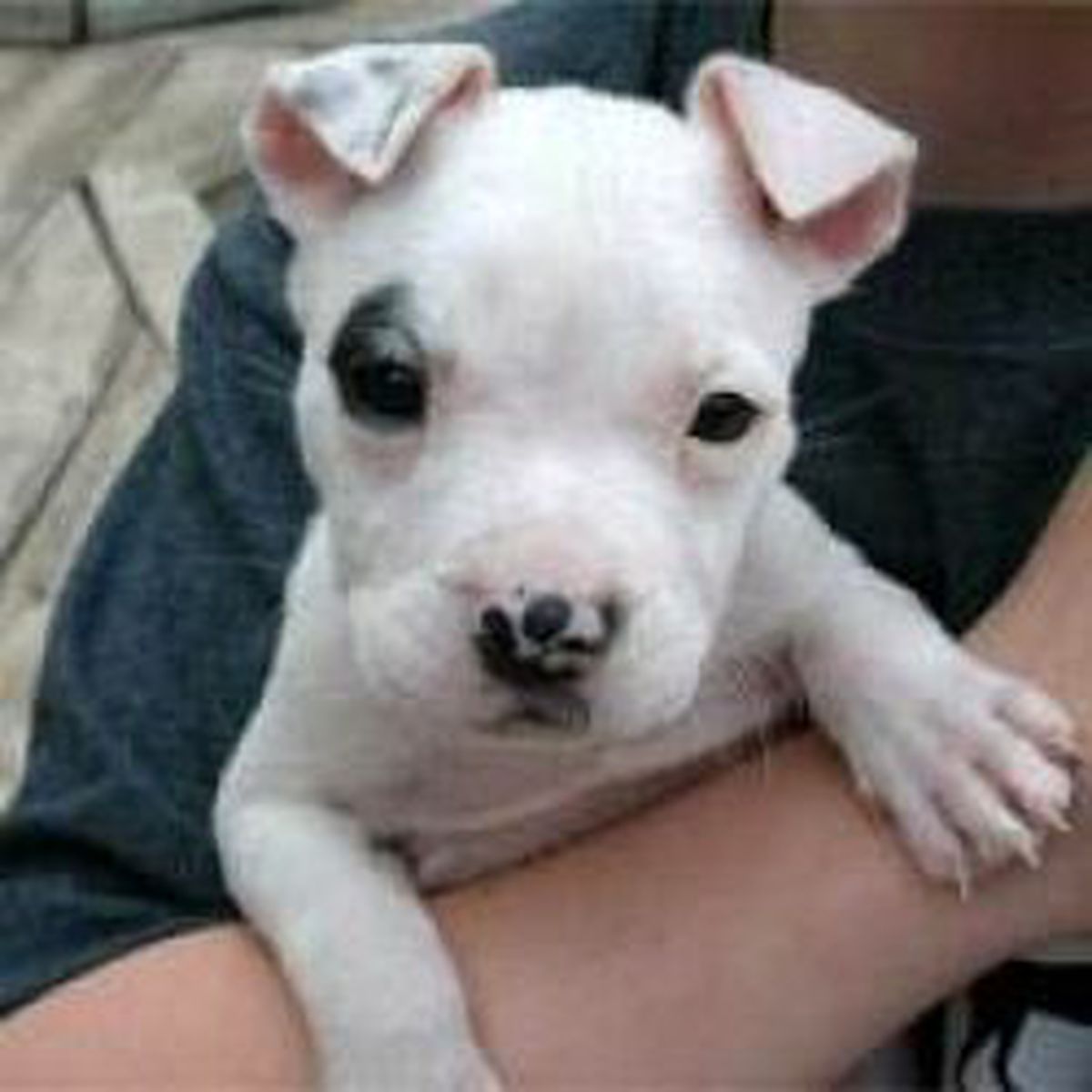 Köpeğini Aç Bıraktı, Hapsi Boyladı