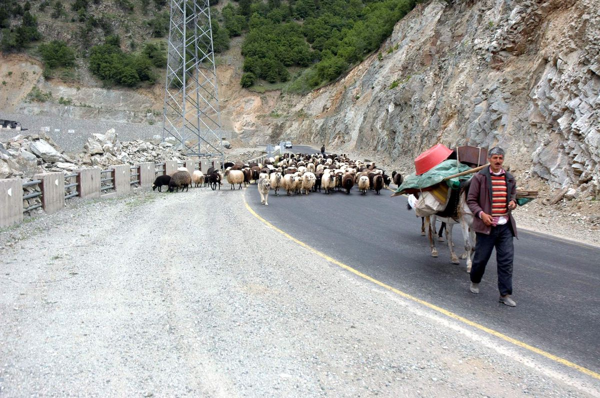 Yaylacılar Yollarda