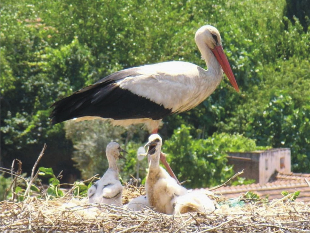 Leyleklek Korunması İçin Pano