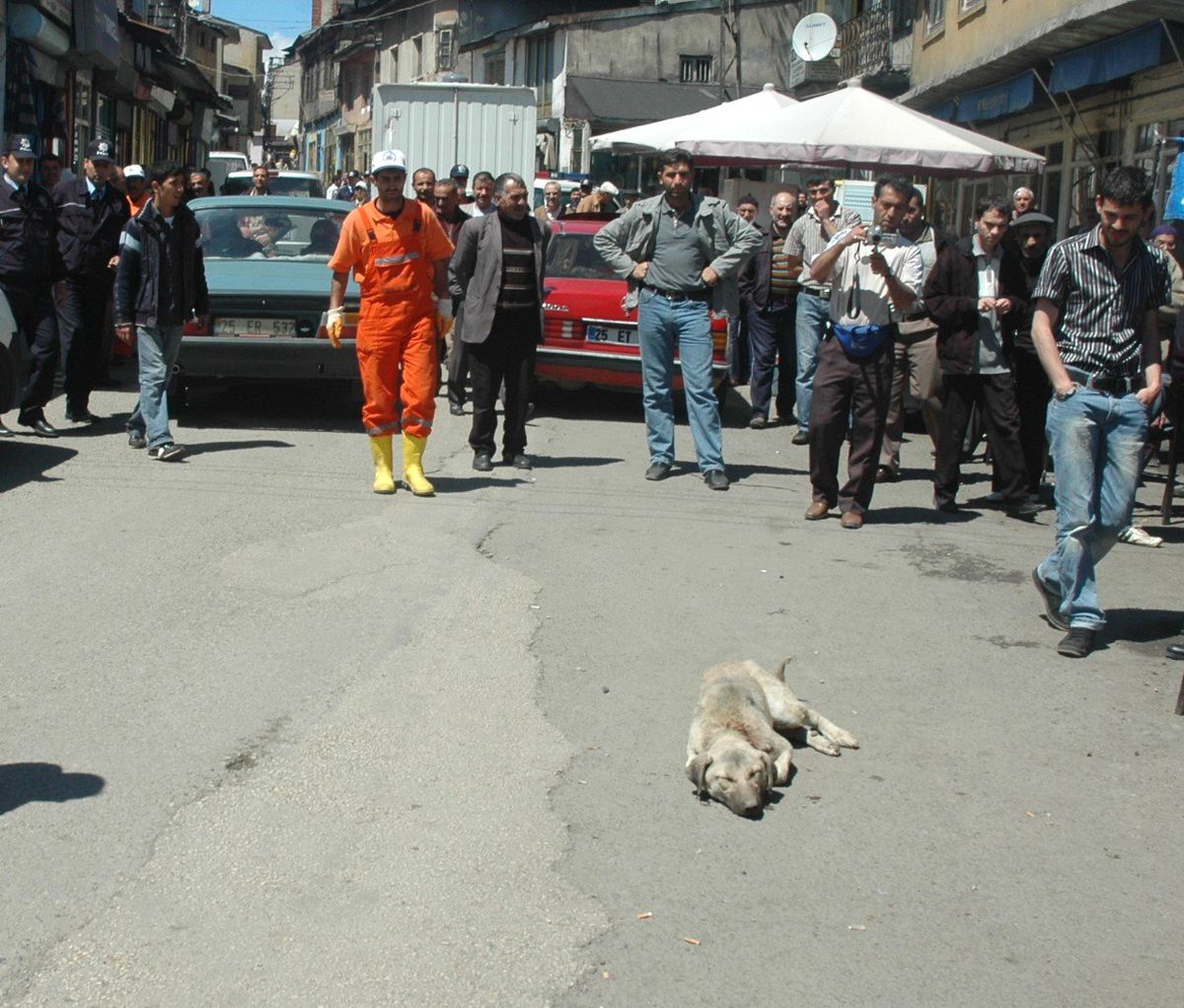 Erzurum'da Başı Boş Köpek Saldırısına Uğrayanların Sayısı 26'ya Yükseldi
