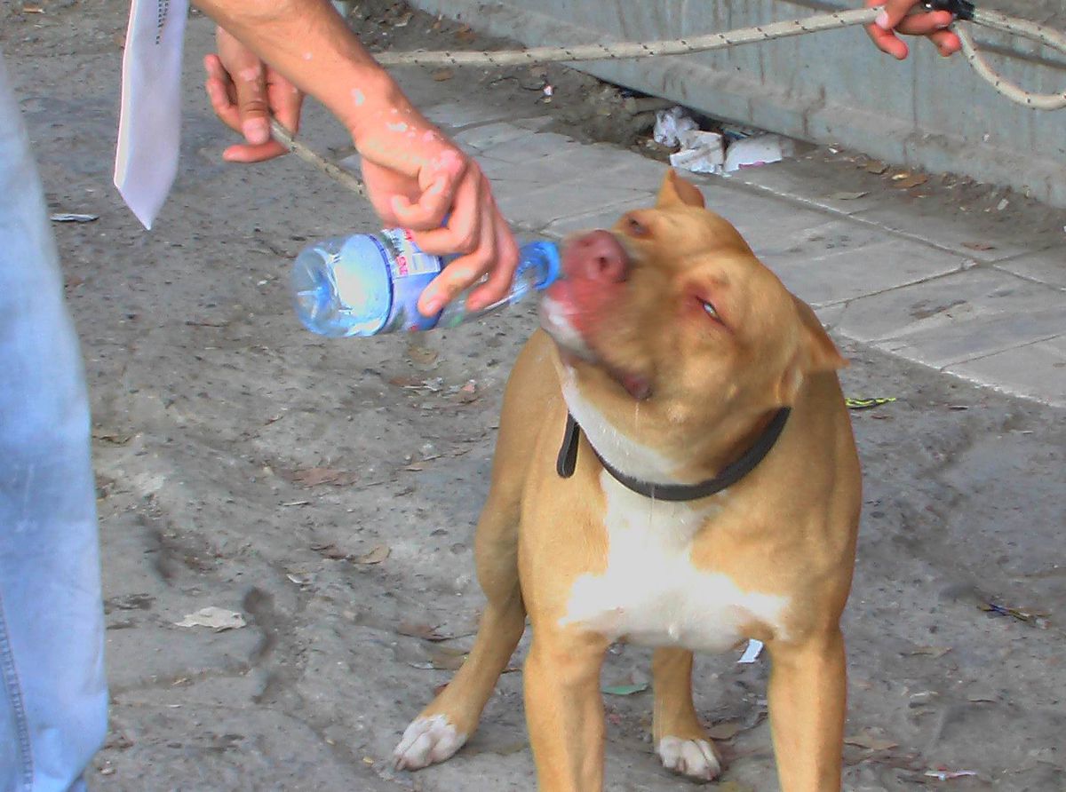 Sıcaktan Hırçınlaşan Pitbul Suyla Sakinleşti