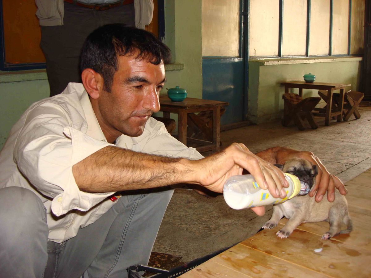 Şoförlerin Kangal Sevgisi