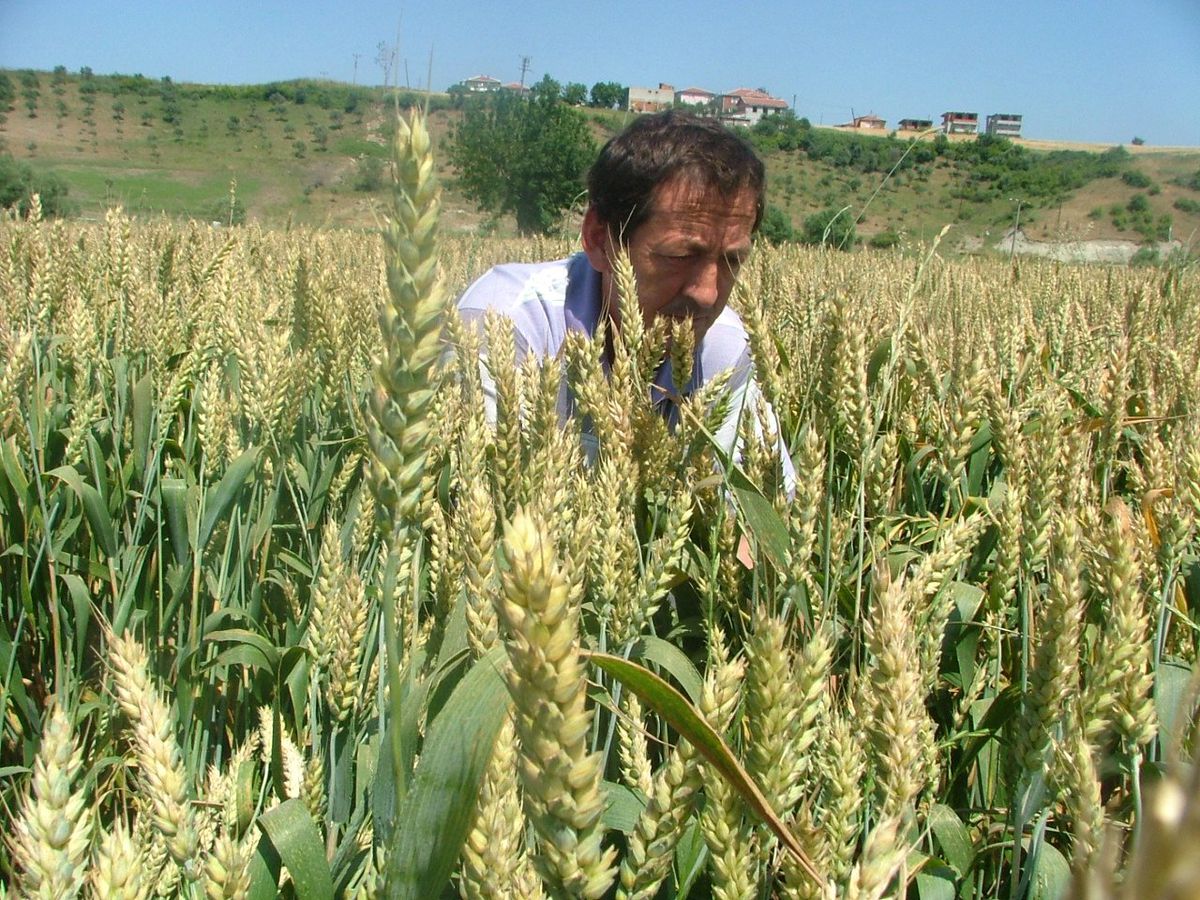 Manyas'ta Süne Mücadelesi