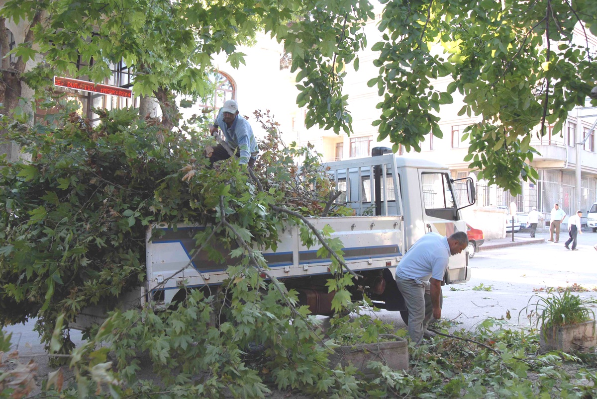 Gelibolu'da 25 Yıllık Ağaçların Kesilmesi İçin İlaçlandığı İddia Edildi