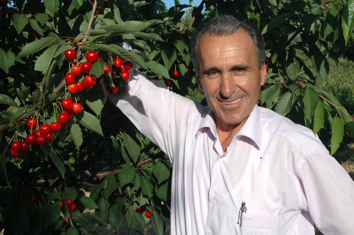 Tekirdağ'da Kiraz Üreticilerin Hedefi İhracat