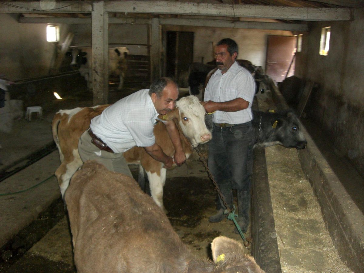 Şap Kampanyasında Hedefe Ulaşıldı