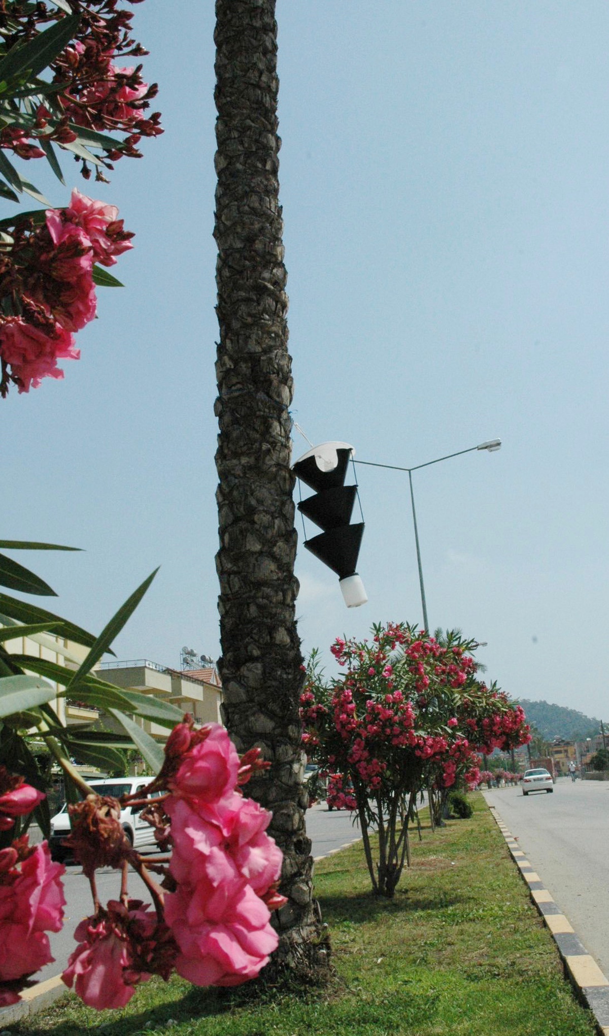 Kemer'de Palmiye Ağaçlarına Fenomen Tuzağı