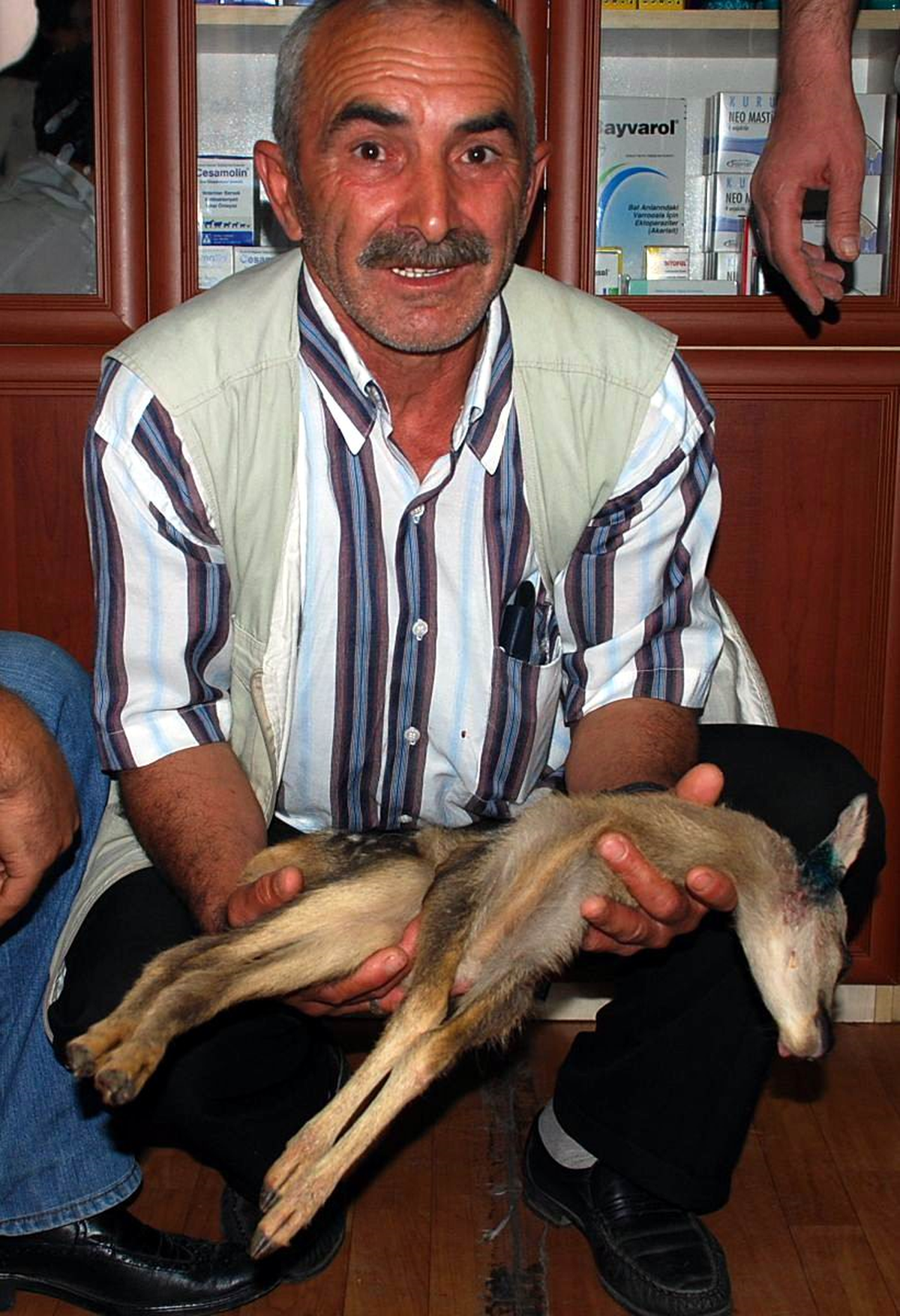 Kazayla Yaraladığı Yavru Ceylanı Tedavi Ettirdi