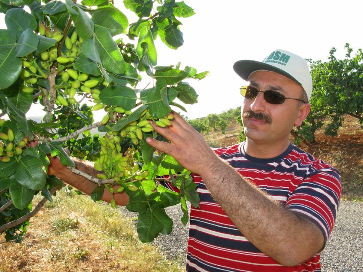 Araban'da Antepfıstığı Rekoltesi