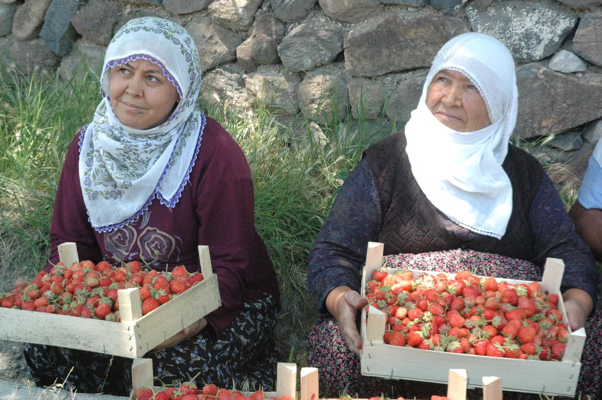 Develi'de Çilek Piyasaya Çıktı