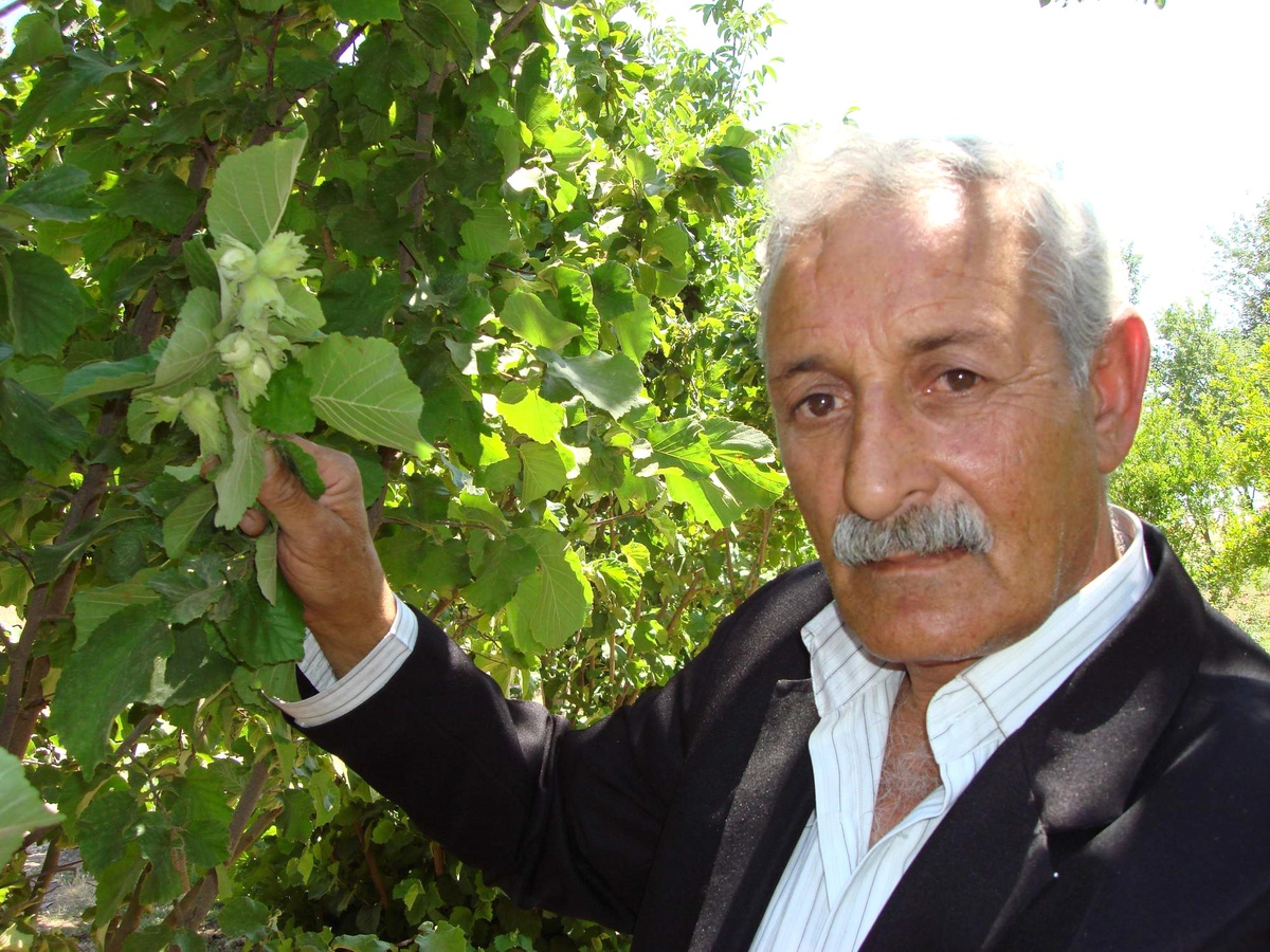 Karadeniz Fındığı Gap'ta Yetiştiriliyor