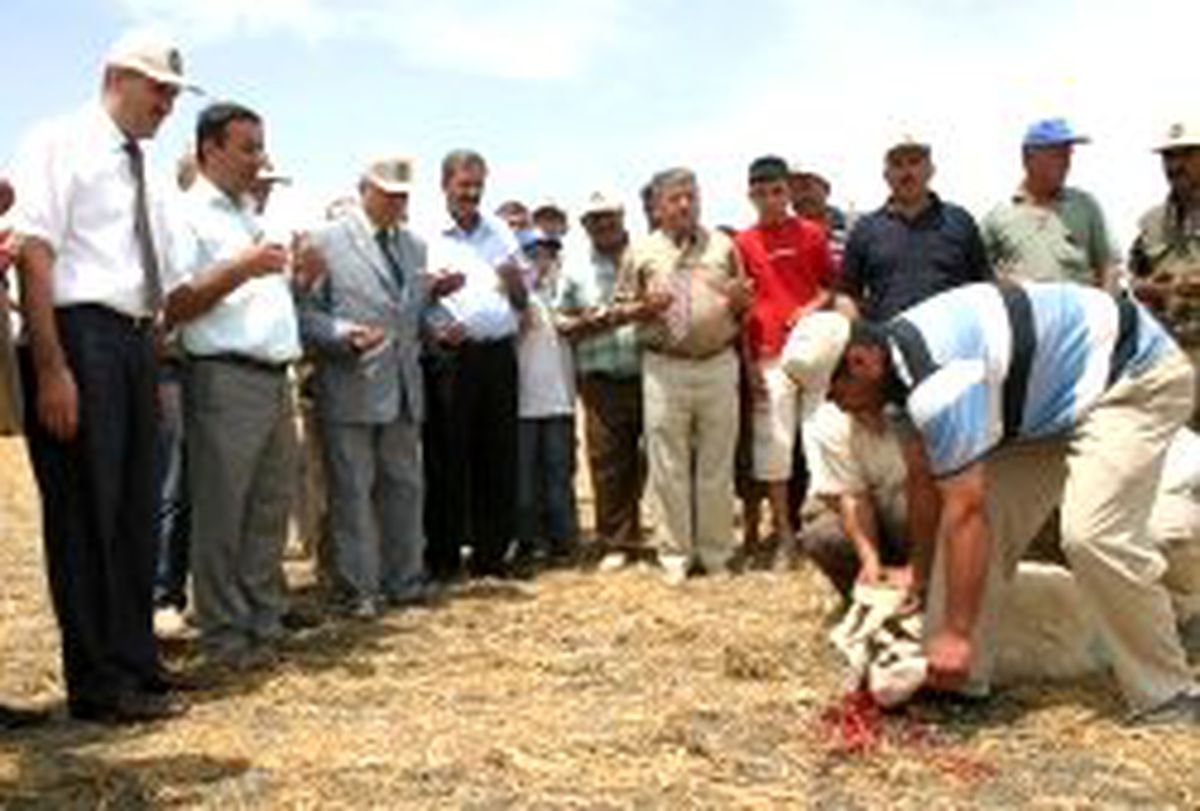 Tigem'de Hasat Bayramı