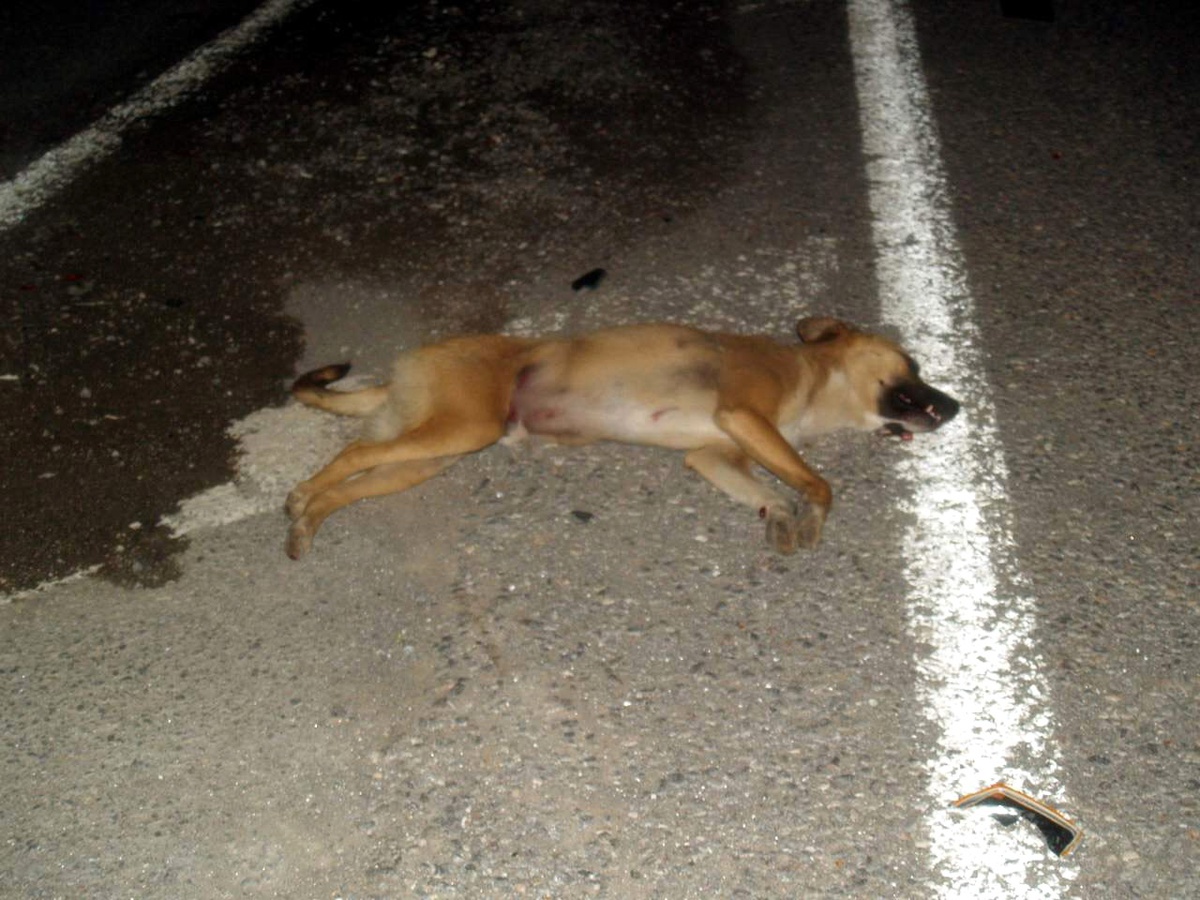 Başıboş Köpekler Tehlike Saçıyor